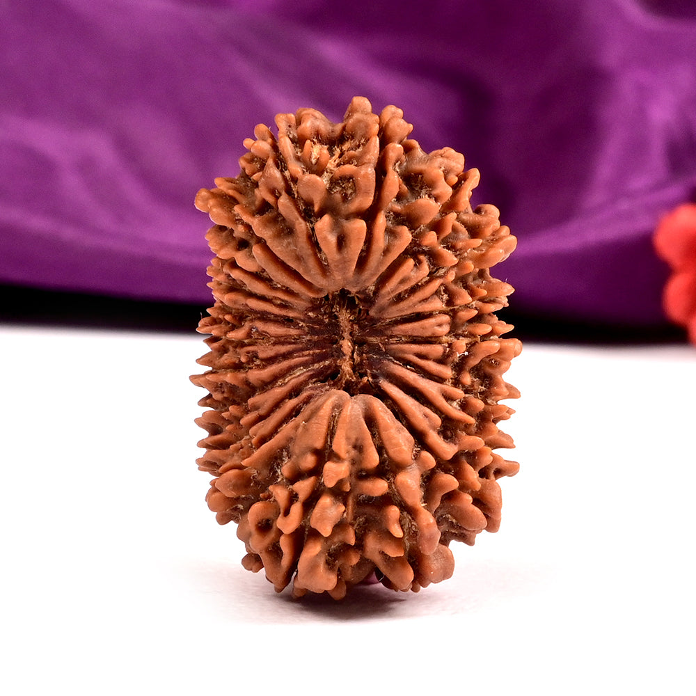 Twenty Mukhi Super Collector from Nepal