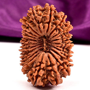 Twenty Mukhi Super Collector from Nepal