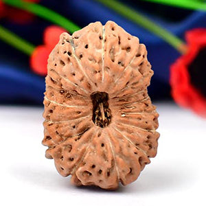 Super Collector Sixteen Mukhi from Java Indonesia XII