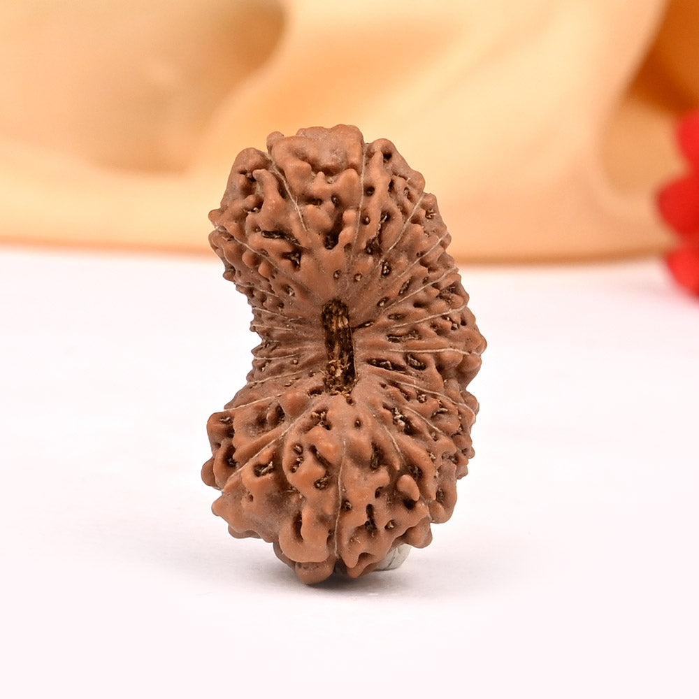 Super Collector Twenty Mukhi from Java XIX