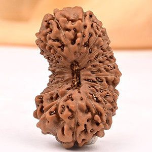 Super Collector Twenty Mukhi from Java XIX