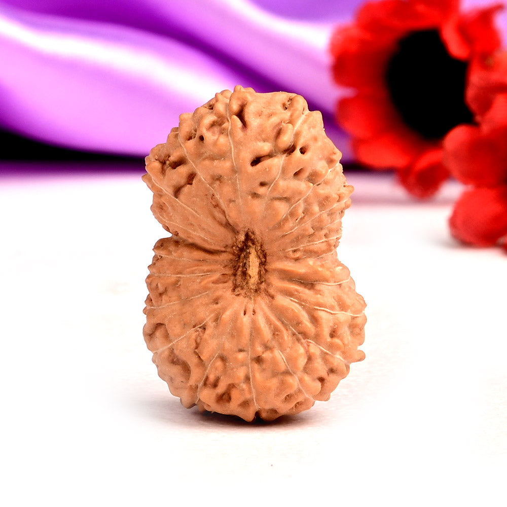 Super Collector Twenty One mukhi from Java Indonesia XLII