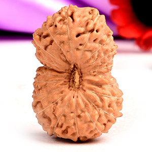 Super Collector Twenty One mukhi from Java Indonesia XLII