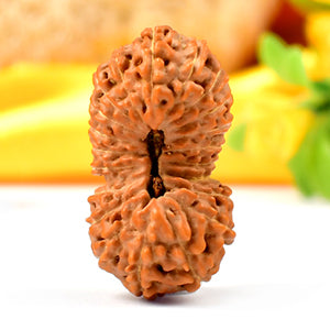 Super Collector Twenty One Mukhi from Java XLIII