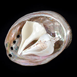 Auspicious Shankha Set (Left, Right)