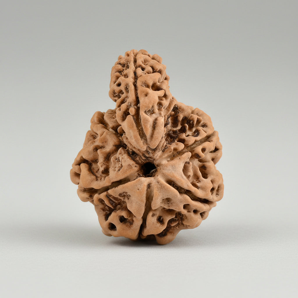 Savar Naag 6 mukhi from Nepal Large - 25 mm