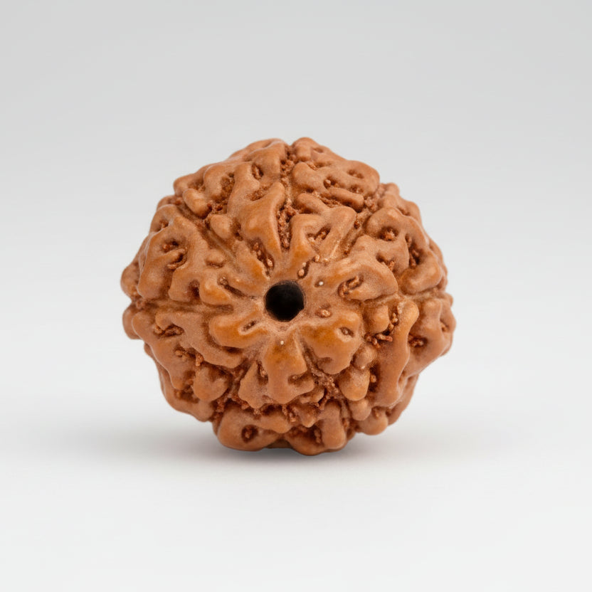 Seven Mukhi from Java Indonesia Large