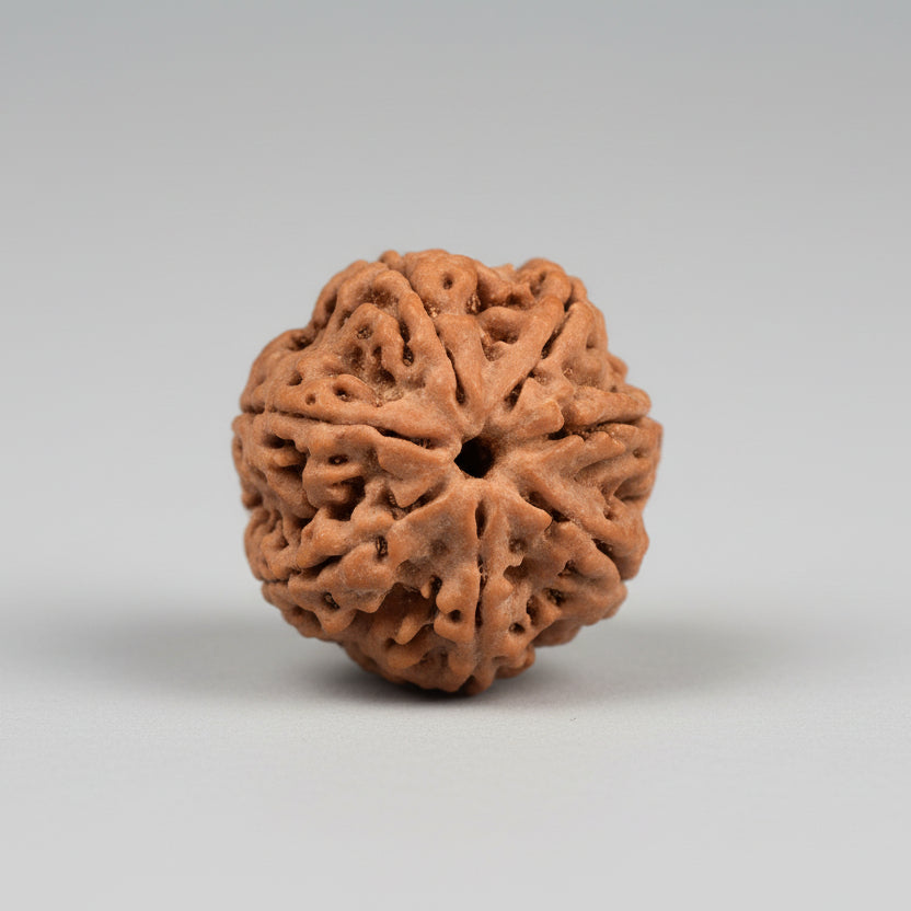 Seven Mukhi from Nepal Small
