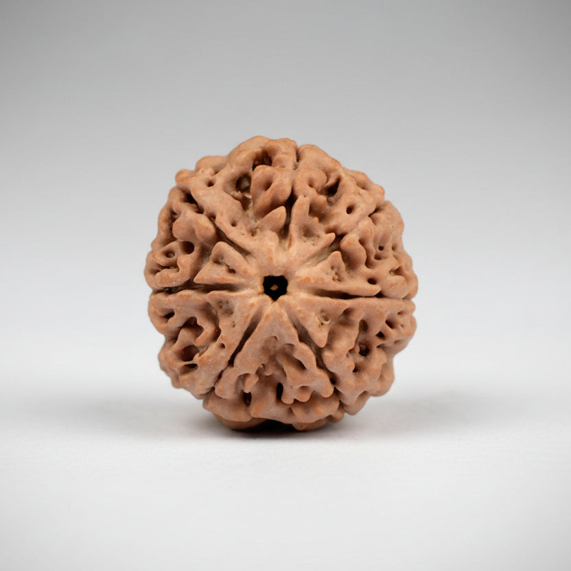 Seven Mukhi from Nepal Small