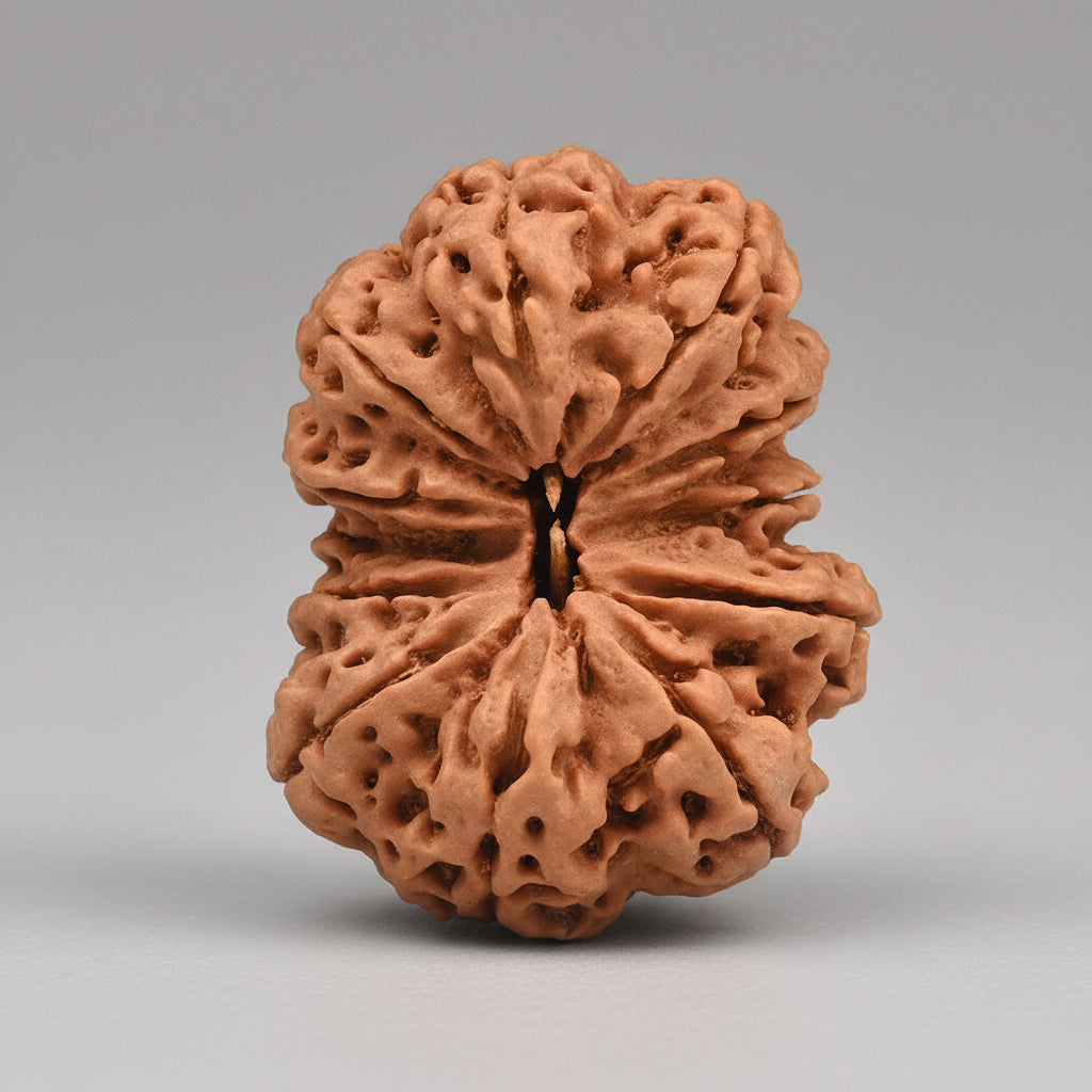 Super Collector 12 Mukhi from Nepal 38 to 40 mm