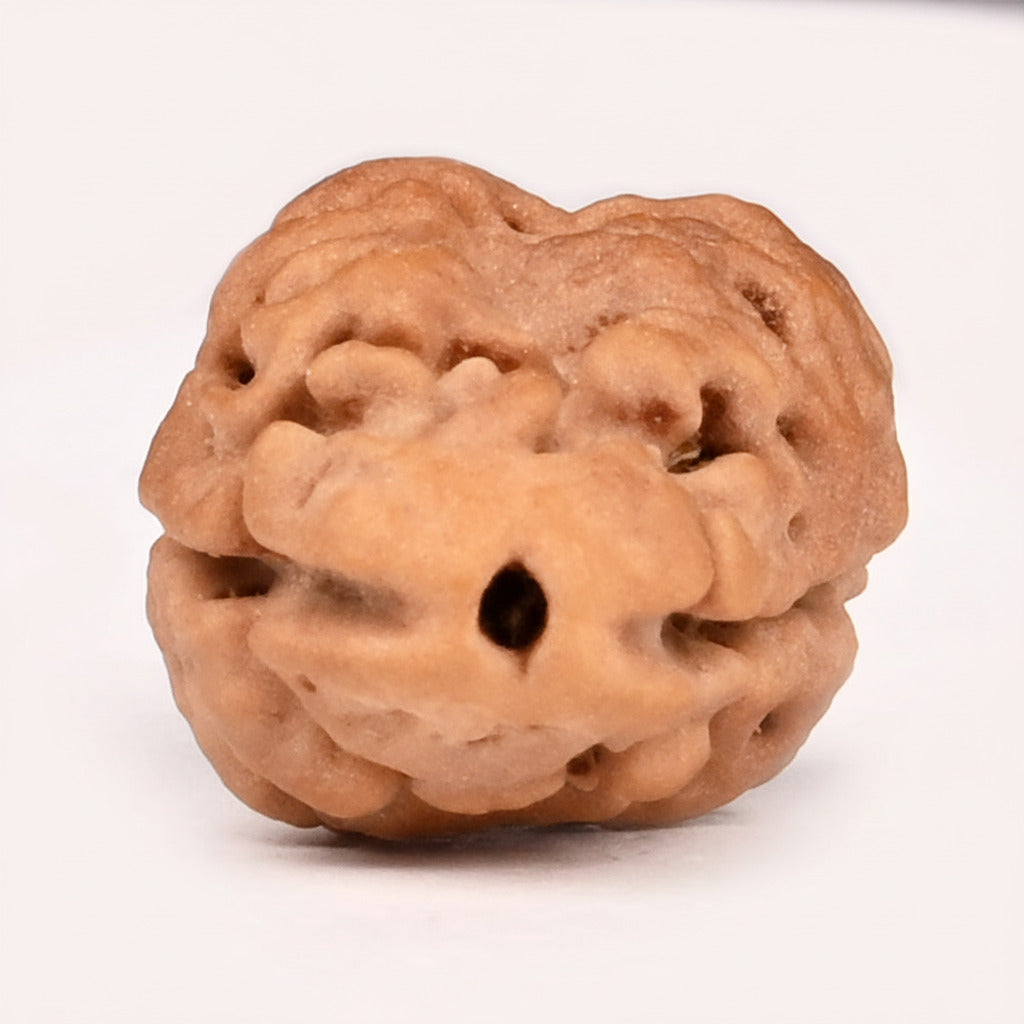 Super Collector 2 Mukhi from Nepal