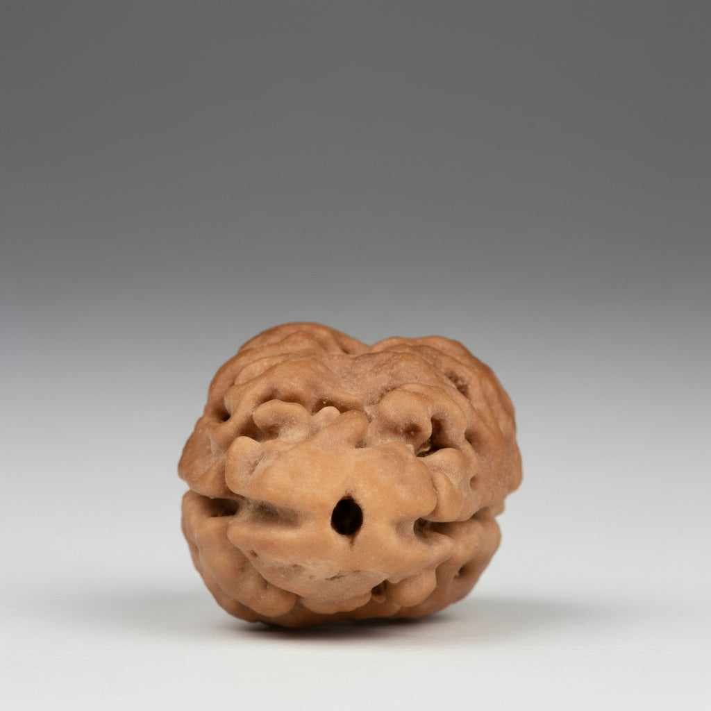 Super Collector 2 Mukhi from Nepal