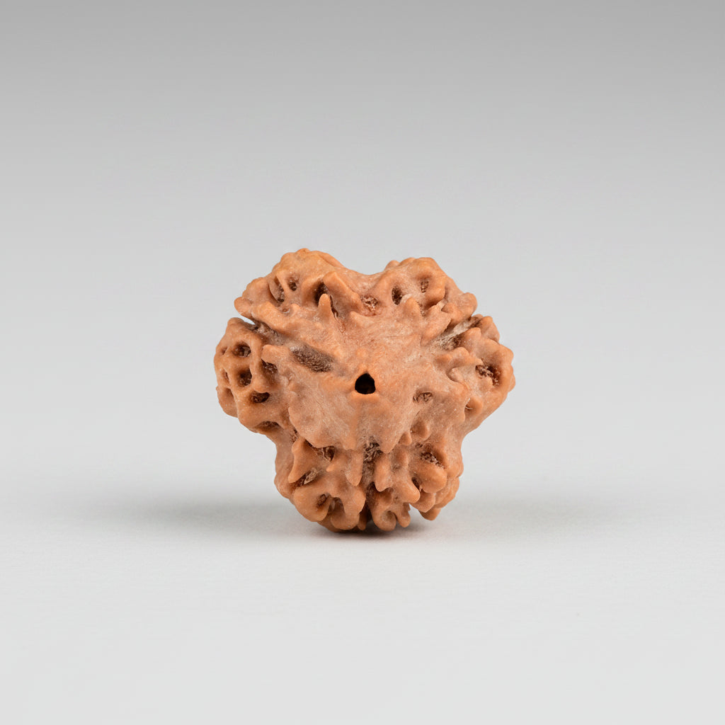 Super Collector 3 Mukhi from Nepal 25 mm