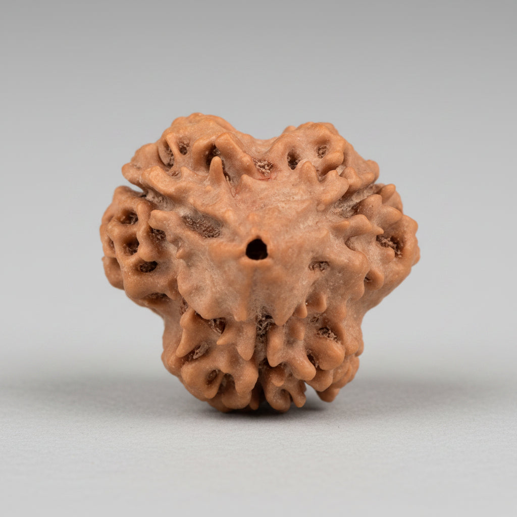 Super Collector 3 Mukhi from Nepal 25 mm