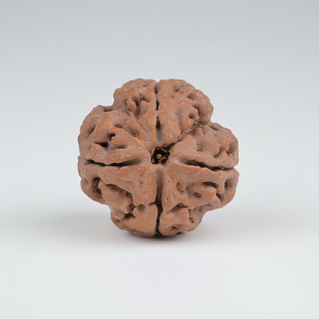 Super Collector 4 Mukhi from Nepal
