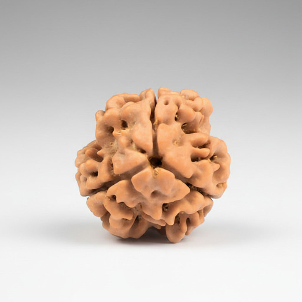 Three Mukhi Round from Nepal