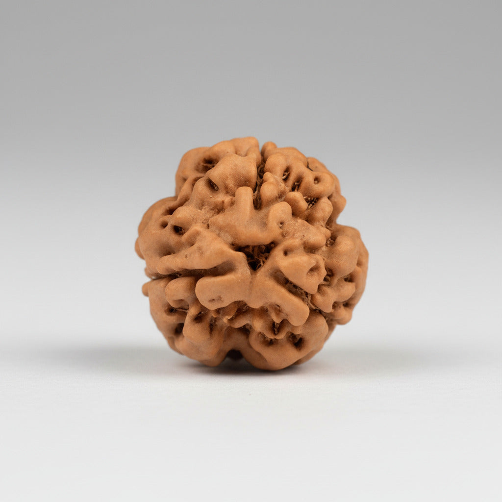 Three Mukhi Round from Nepal Large