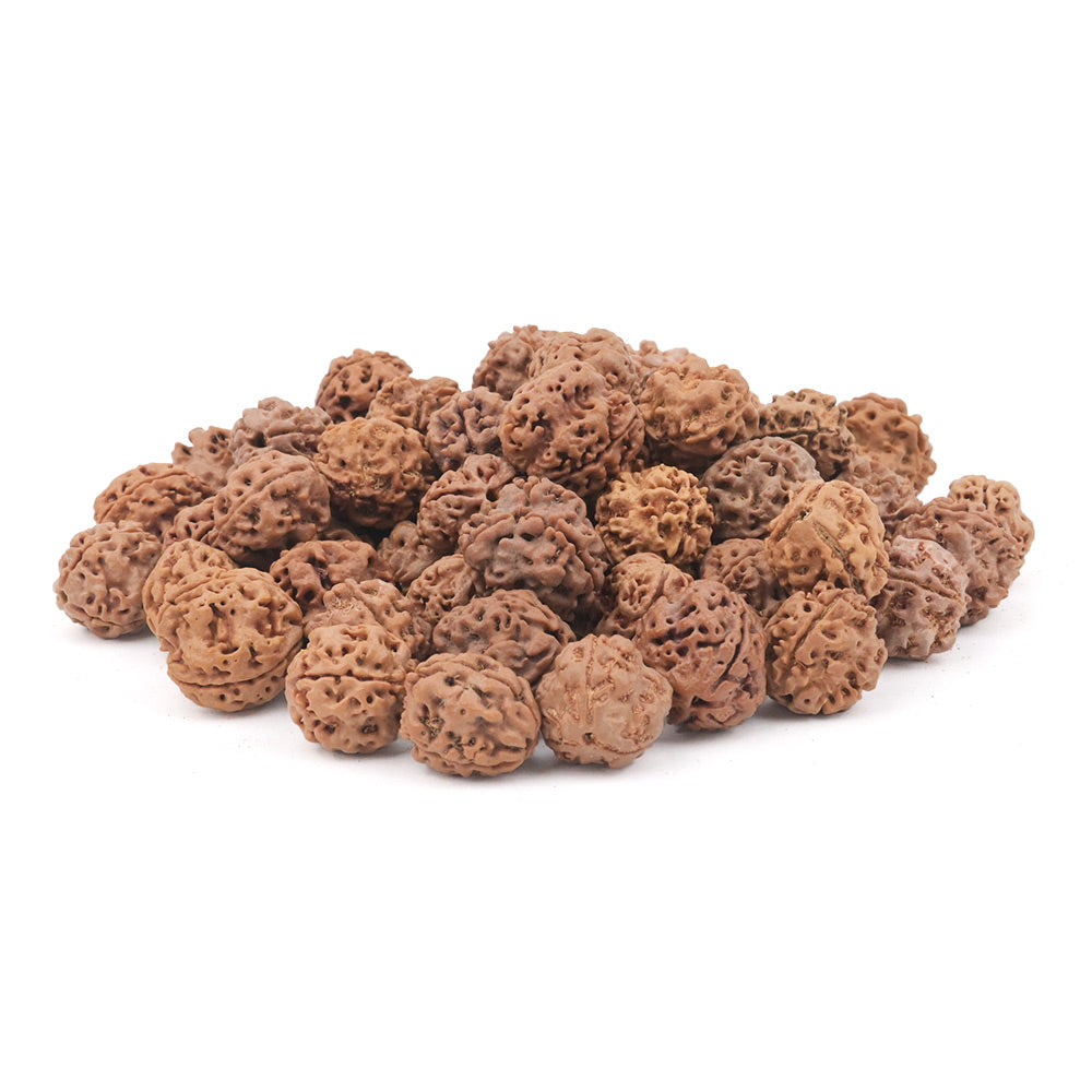 Three Mukhi Round from Nepal Large