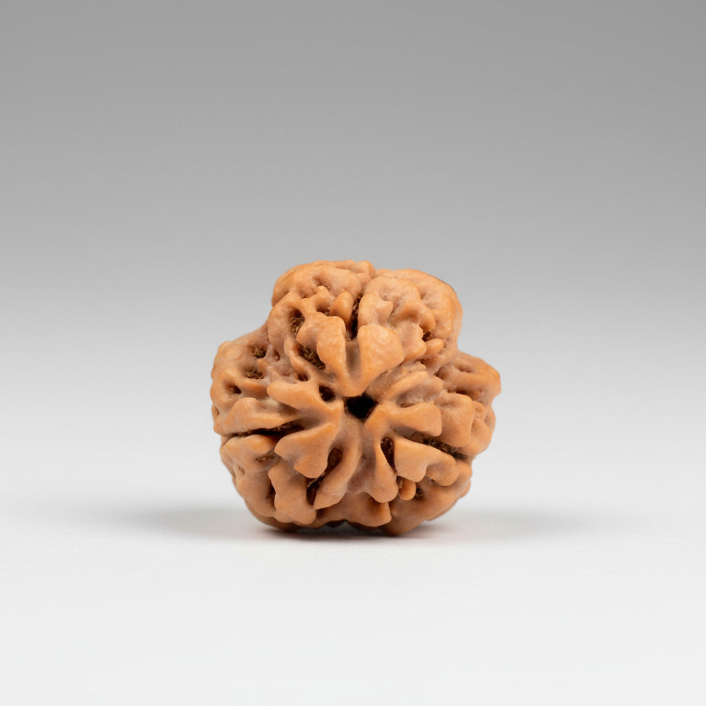 Three Mukhi Round from Nepal Small