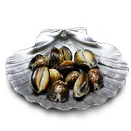 Tiger Cowries