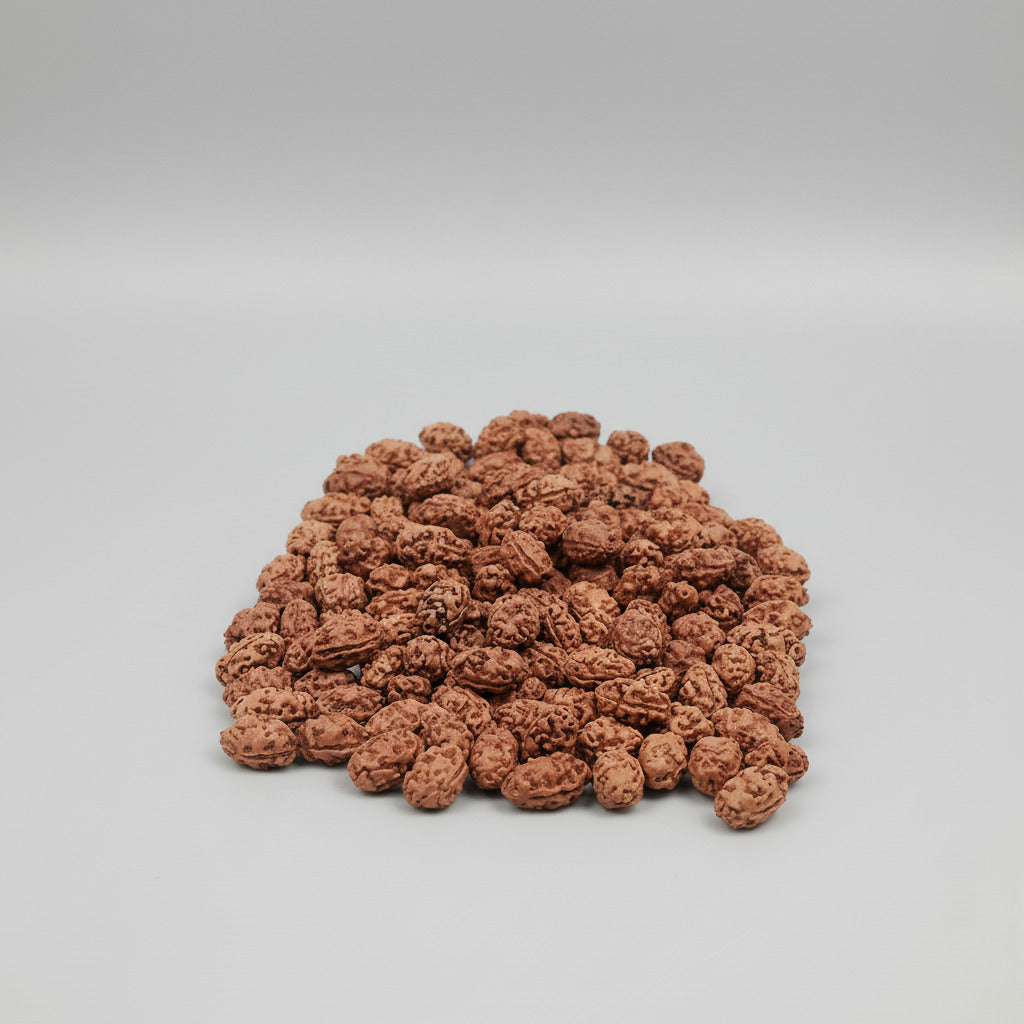 Two Mukhi from Java Indonesia