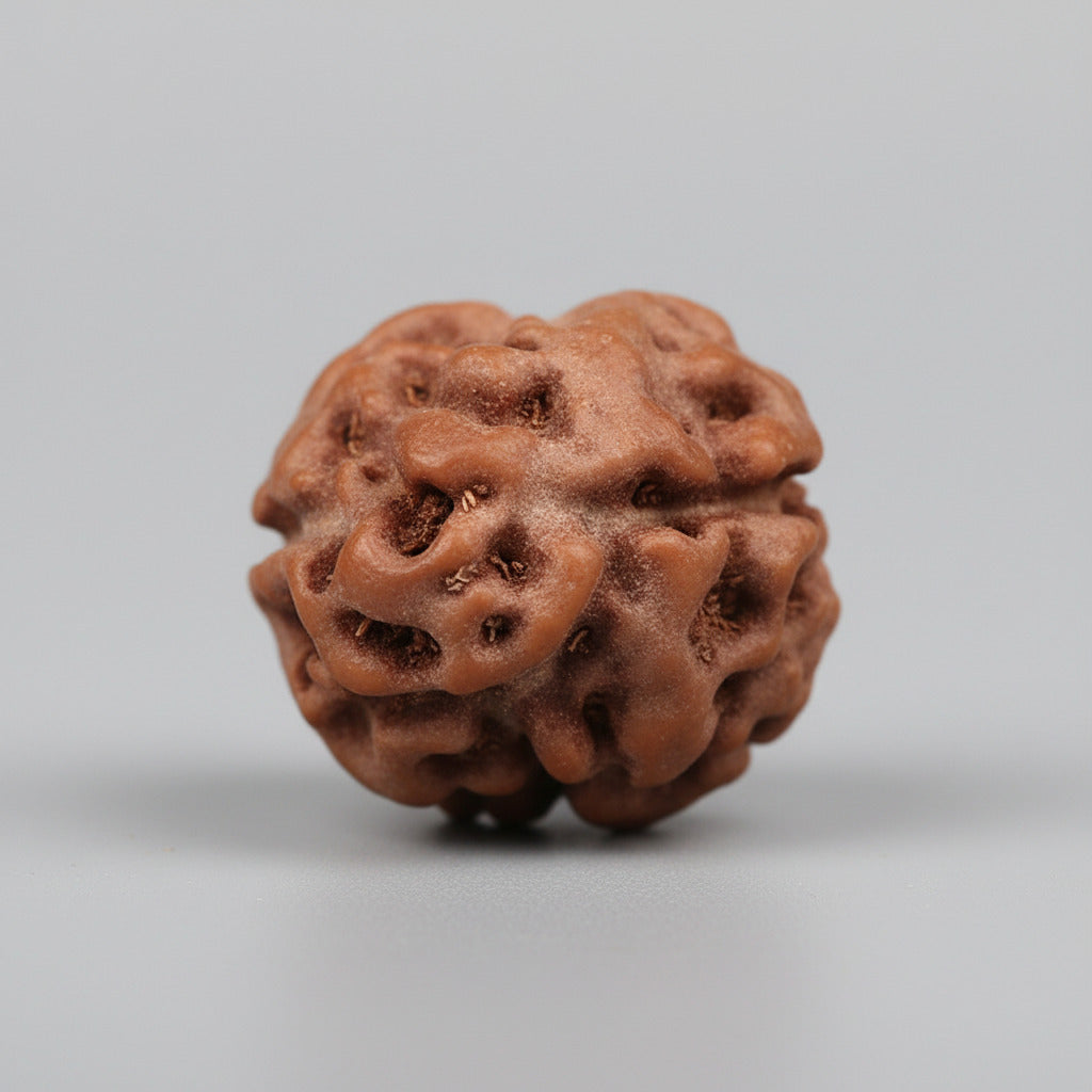 Two Mukhi from Java Indonesia