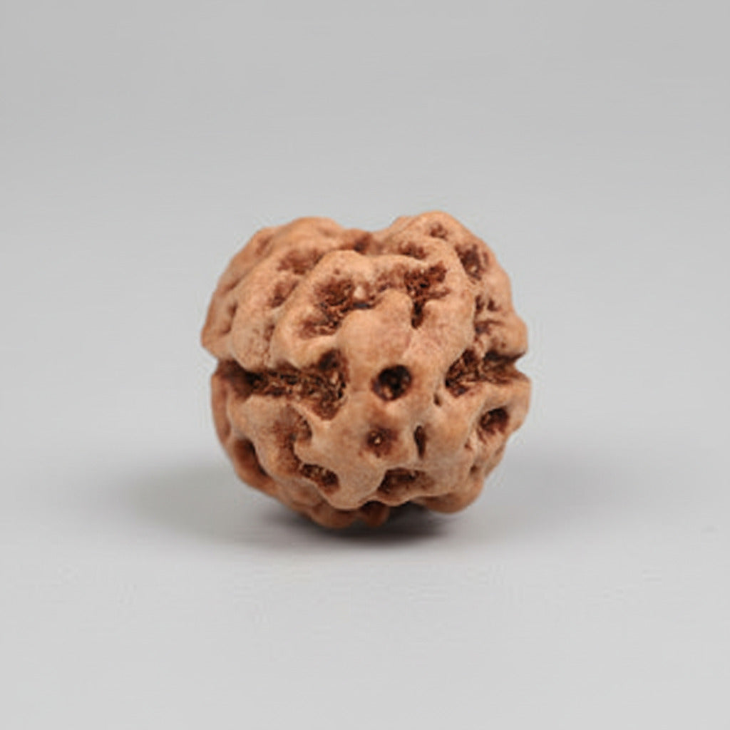 Two Mukhi from Java Indonesia Large