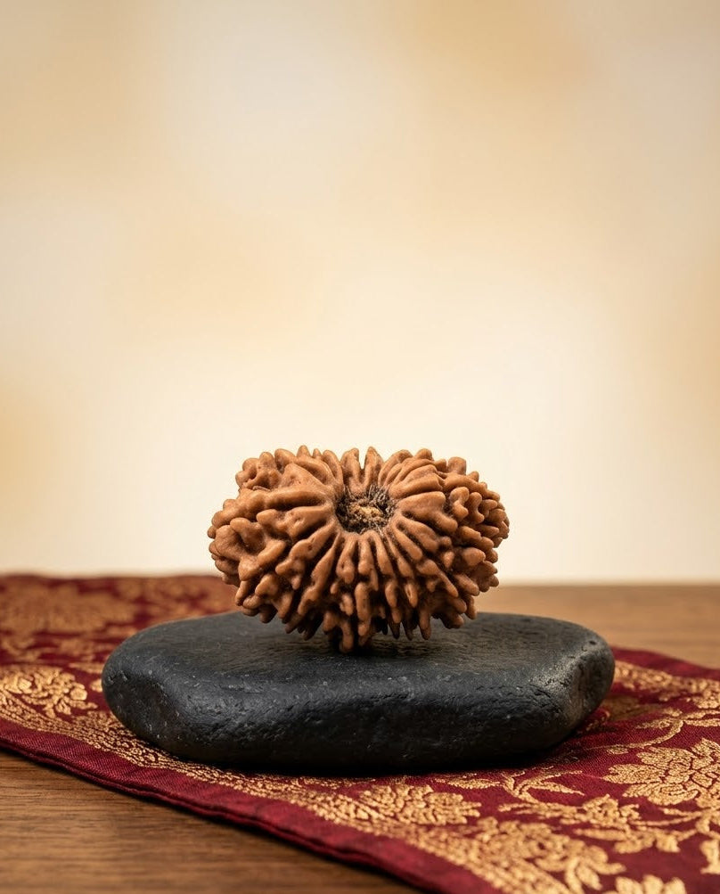 19 Mukhi from Nepal 25 mm