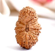 Collector 28 Mukhi from Java
