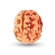 Four Mukhi from Java Indonesia