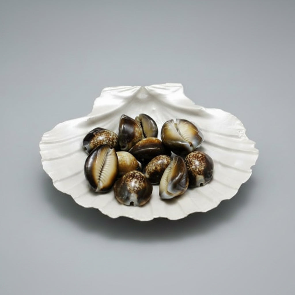 Tiger Cowries