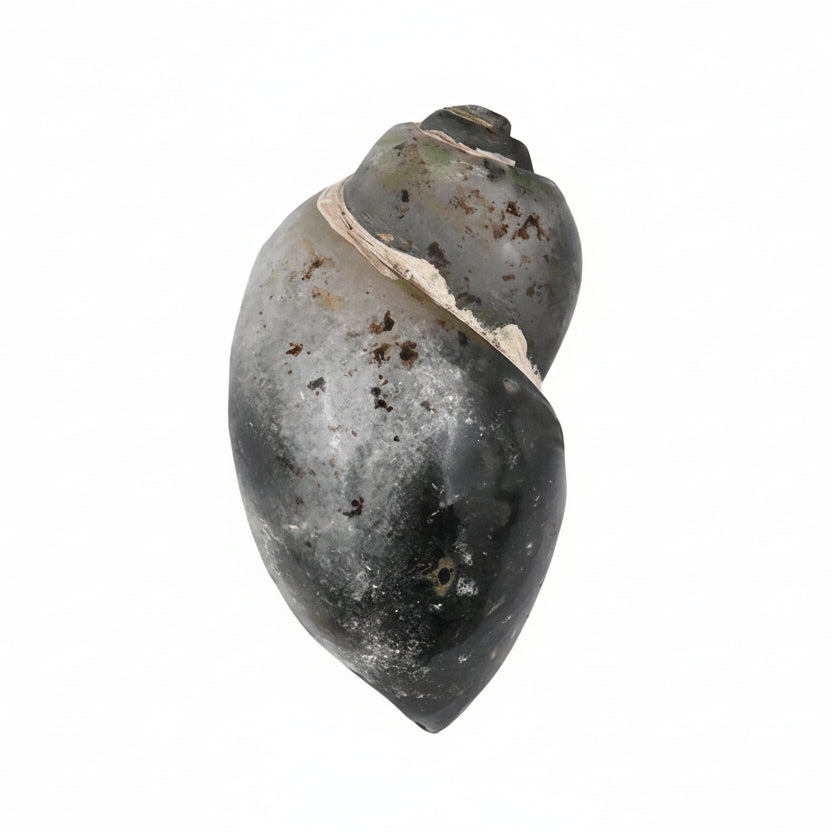 Heera Shankh - 108 gms
