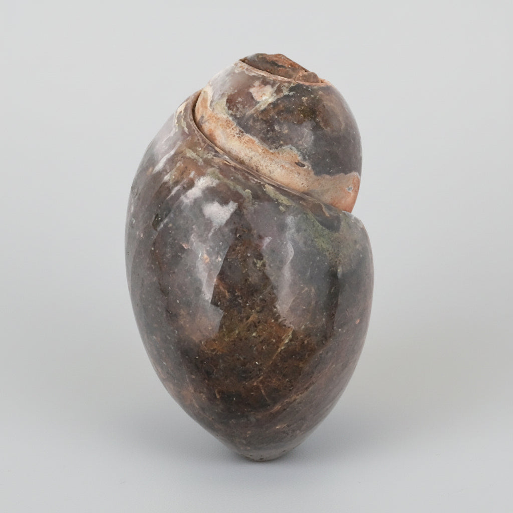 Heera Shankh - 139 gms