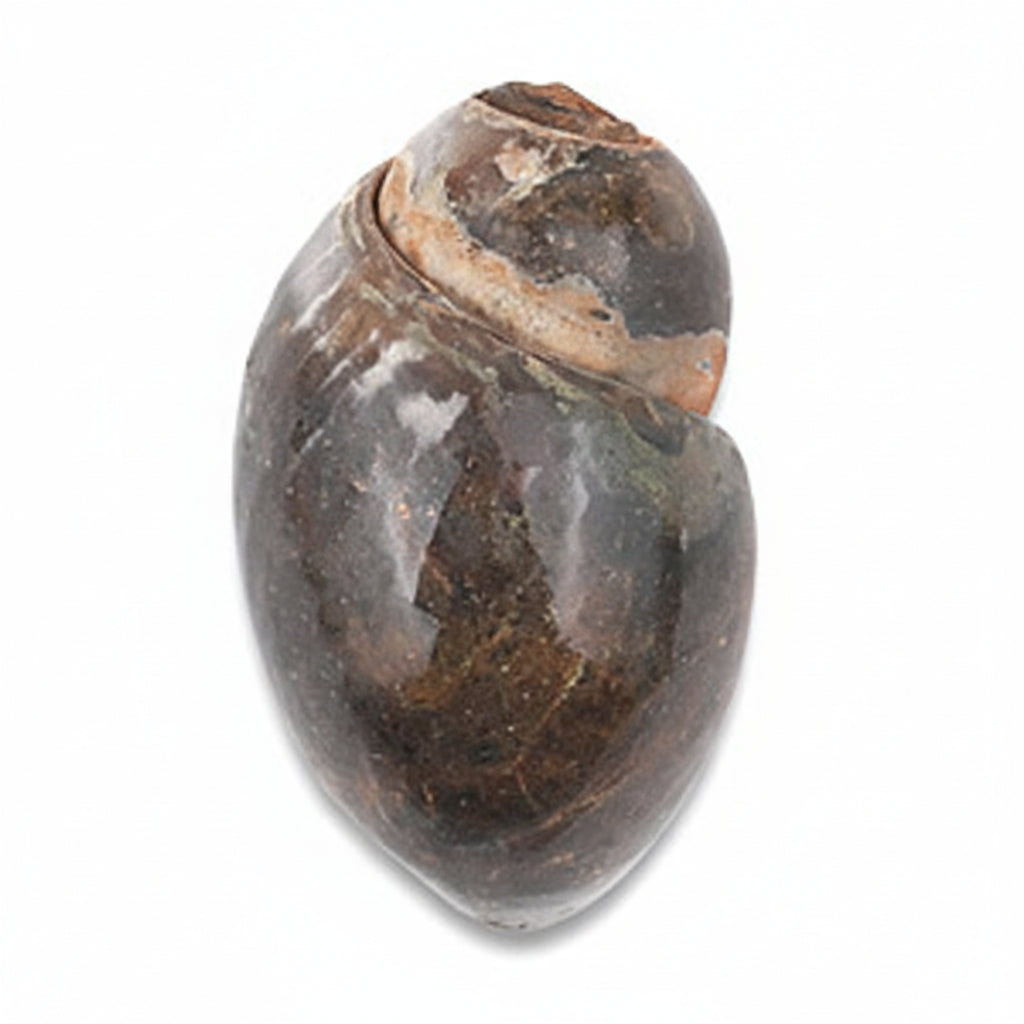 Heera Shankh - 139 gms