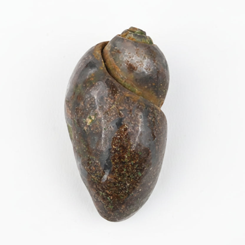 Heera Shankh - 75 gms
