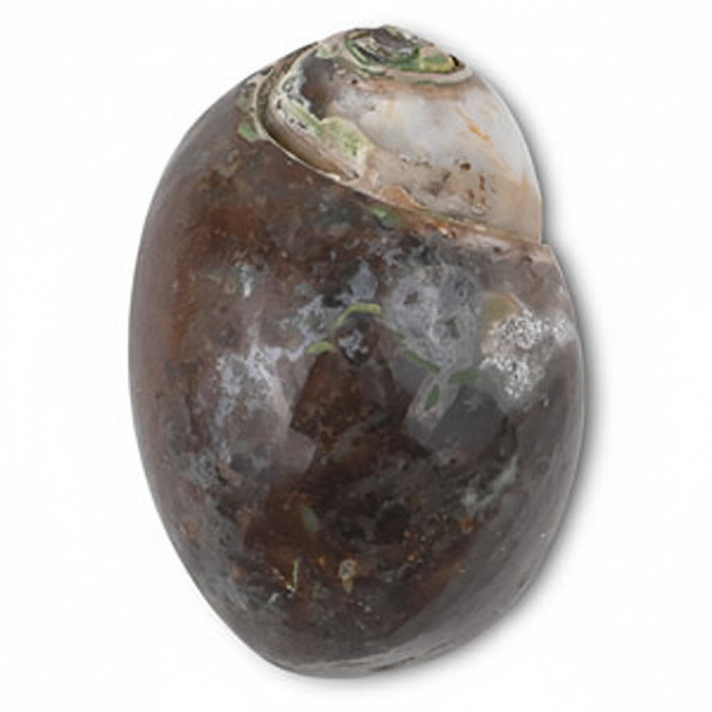 Heera Shankh - 131 gms
