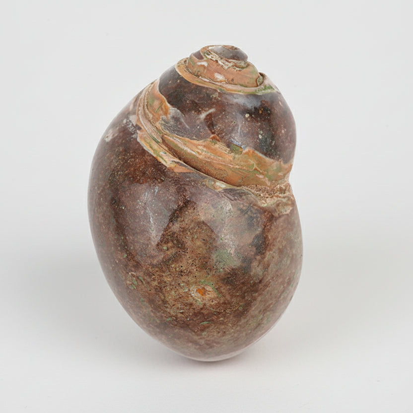 Heera Shankh - 160 gms