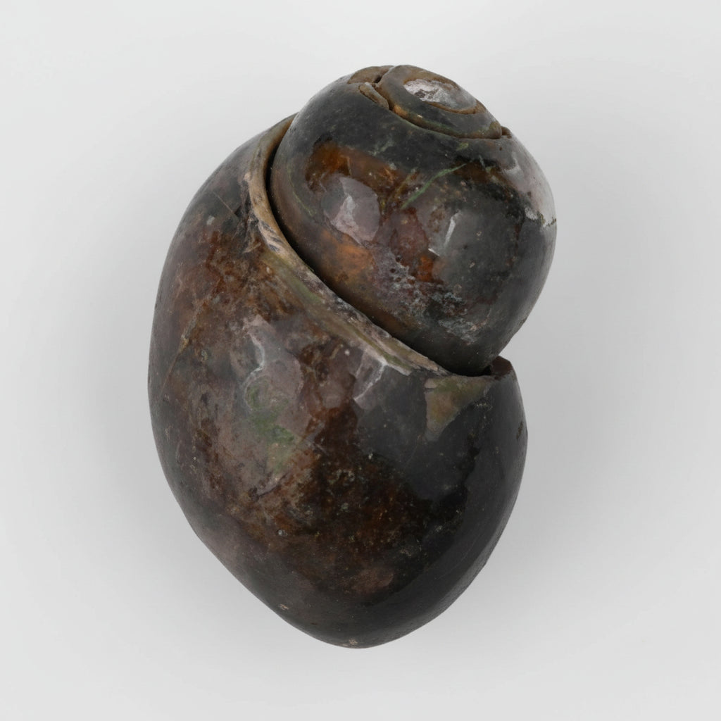 Heera Shankh - 129 gms
