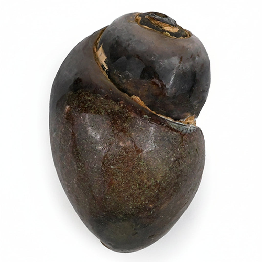 Heera Shankh - 178 gms