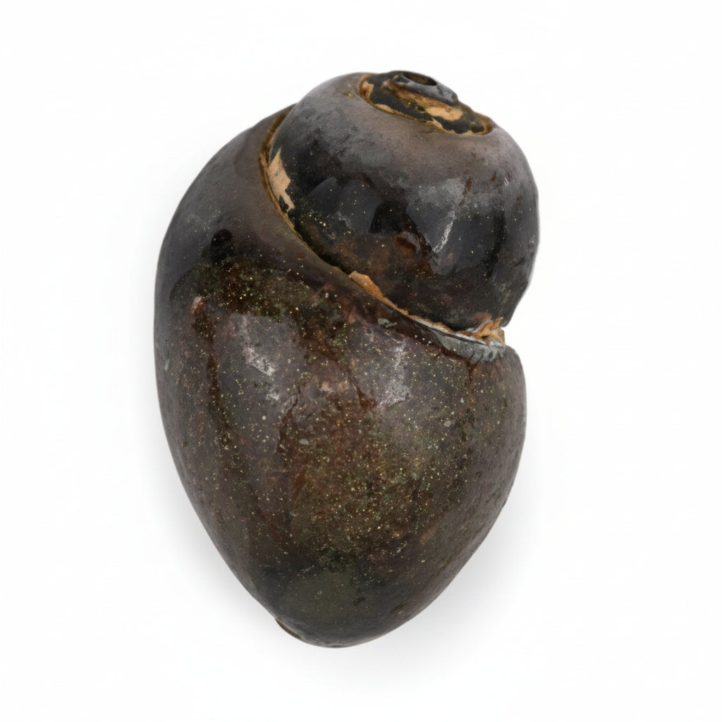 Heera Shankh - 178 gms