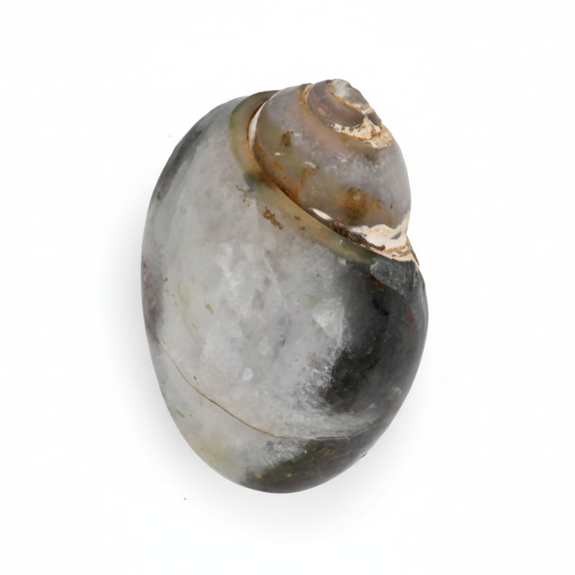 Heera Shankh - 151 gms