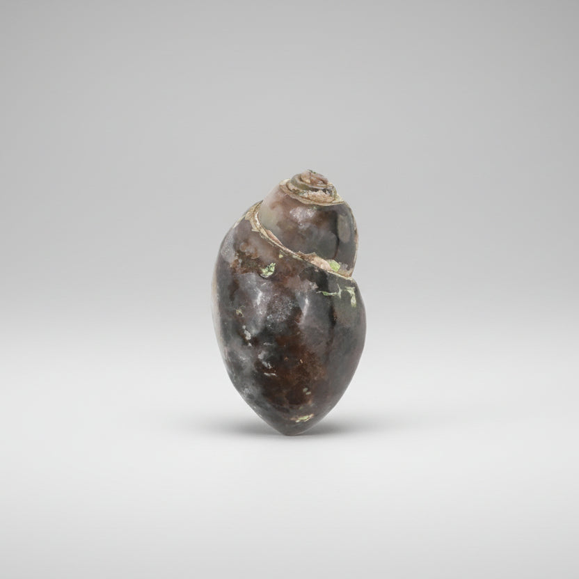 Heera Shankh - 140 gms