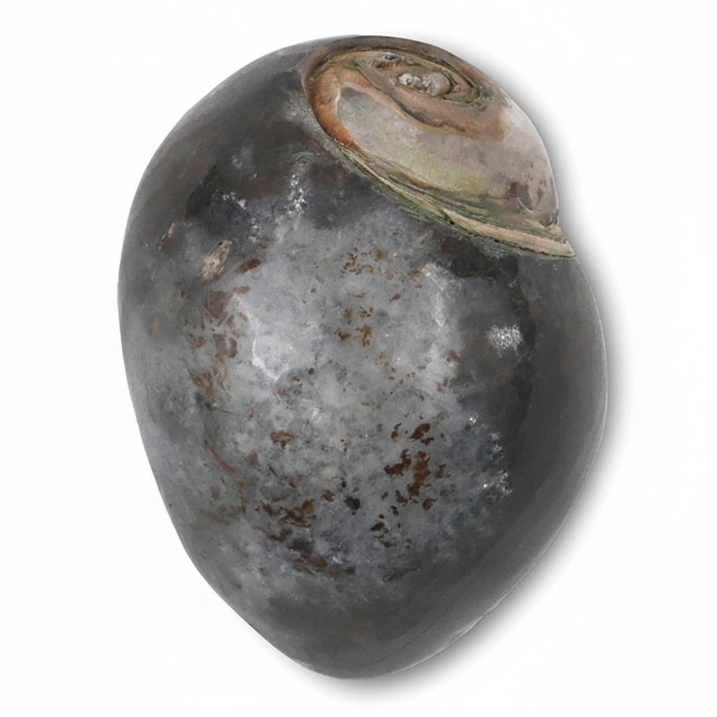 Heera Shankh - 168 gms