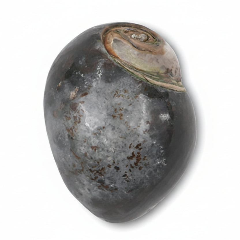 Heera Shankh - 168 gms