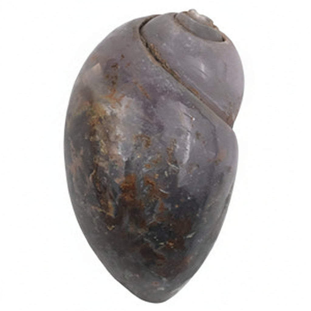 Heera Shankh - 116 gms