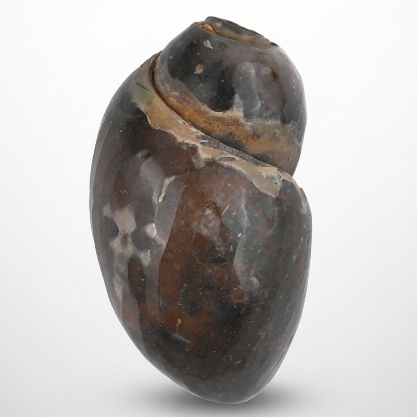 Heera Shankh - 99 gms