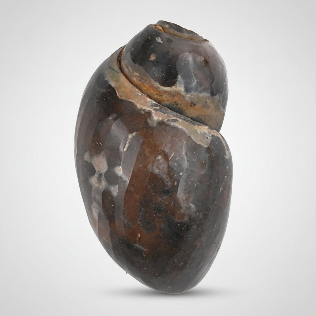 Heera Shankh - 99 gms