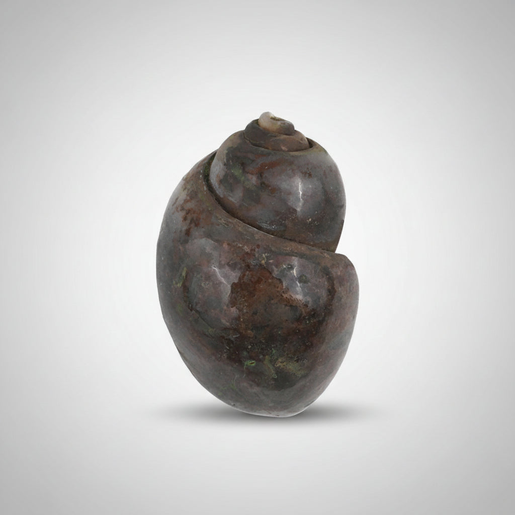 Heera Shankh - 115 gms