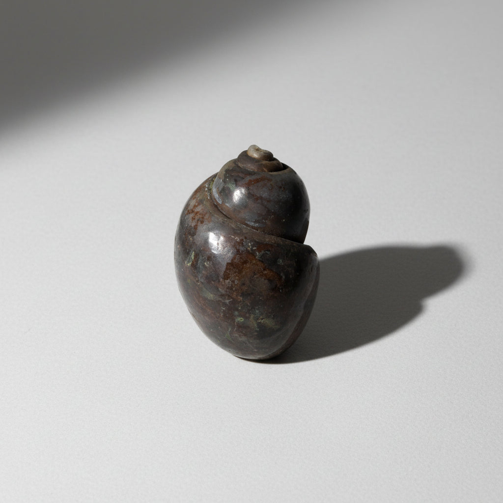 Heera Shankh - 115 gms