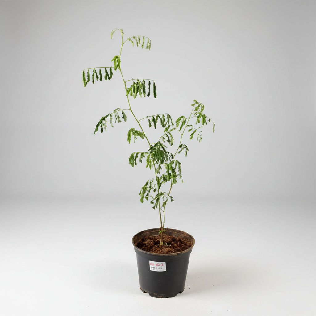 Khadir Plant (For Mars or Mangal)-All Navgraha Plants